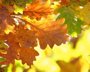 Fijne herfstvakantie!