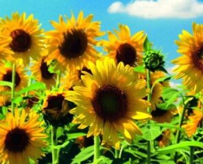 Zonnebloemenactie