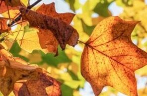Herfstvakantie