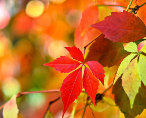 Herfstvakantie